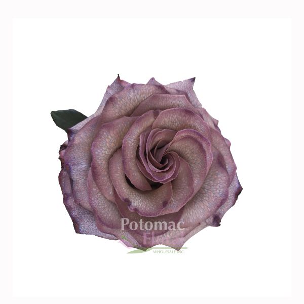 Lavender Latte Tinted Rose, 60cm - Potomac Floral Wholesale